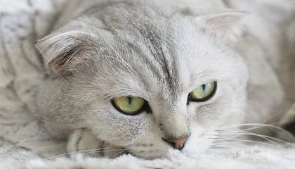 开云-日本NHK：塞内加尔足球在寒地创造了夏日奇迹，塞内加尔足球队厉害么