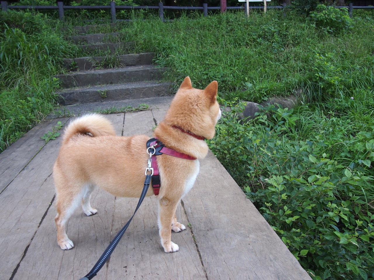 VALORANT 赛事直播吸引大量观众,valorant 2021