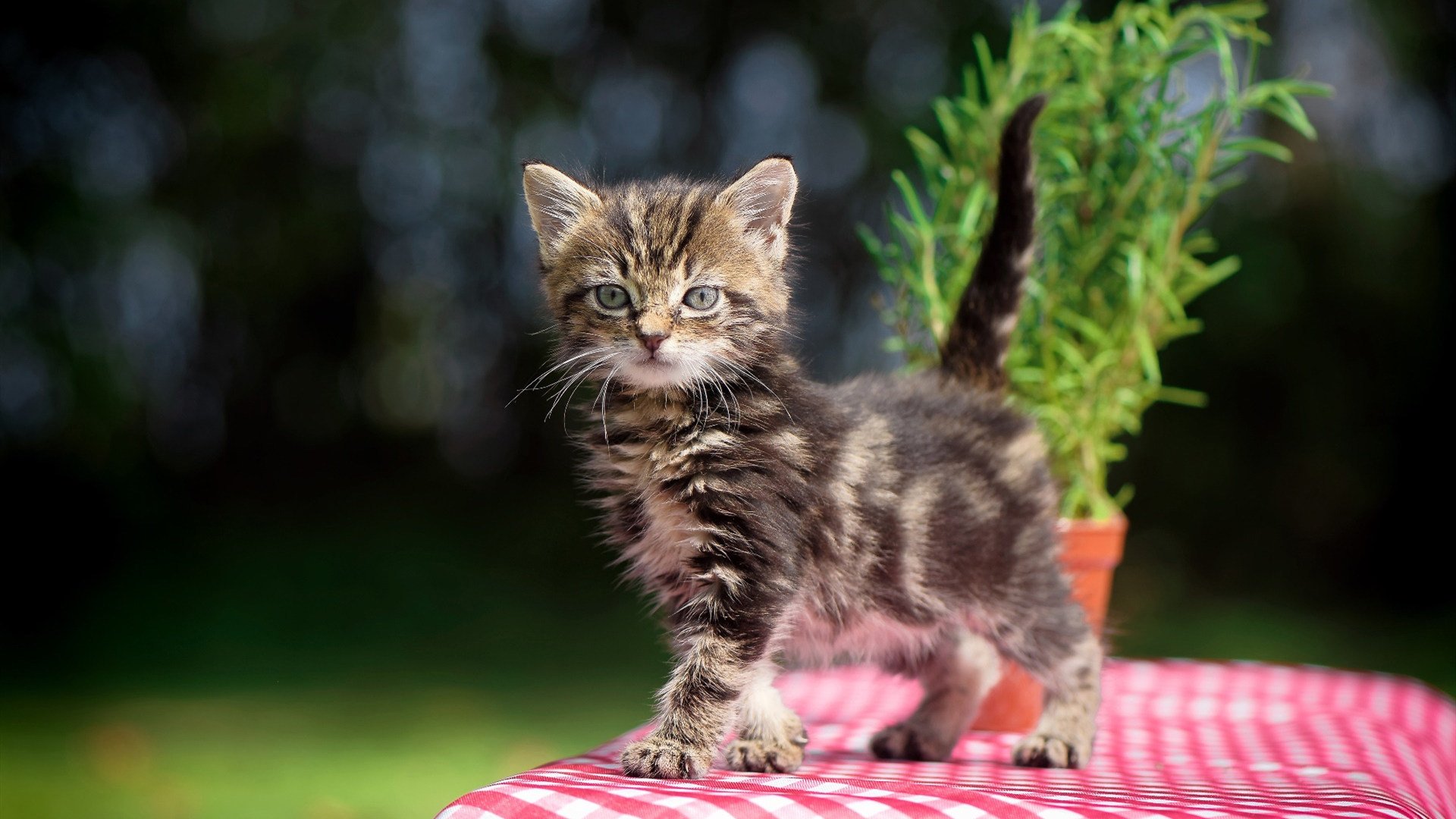 中超冬季转会期引援策略趋于理性,中超联赛转会