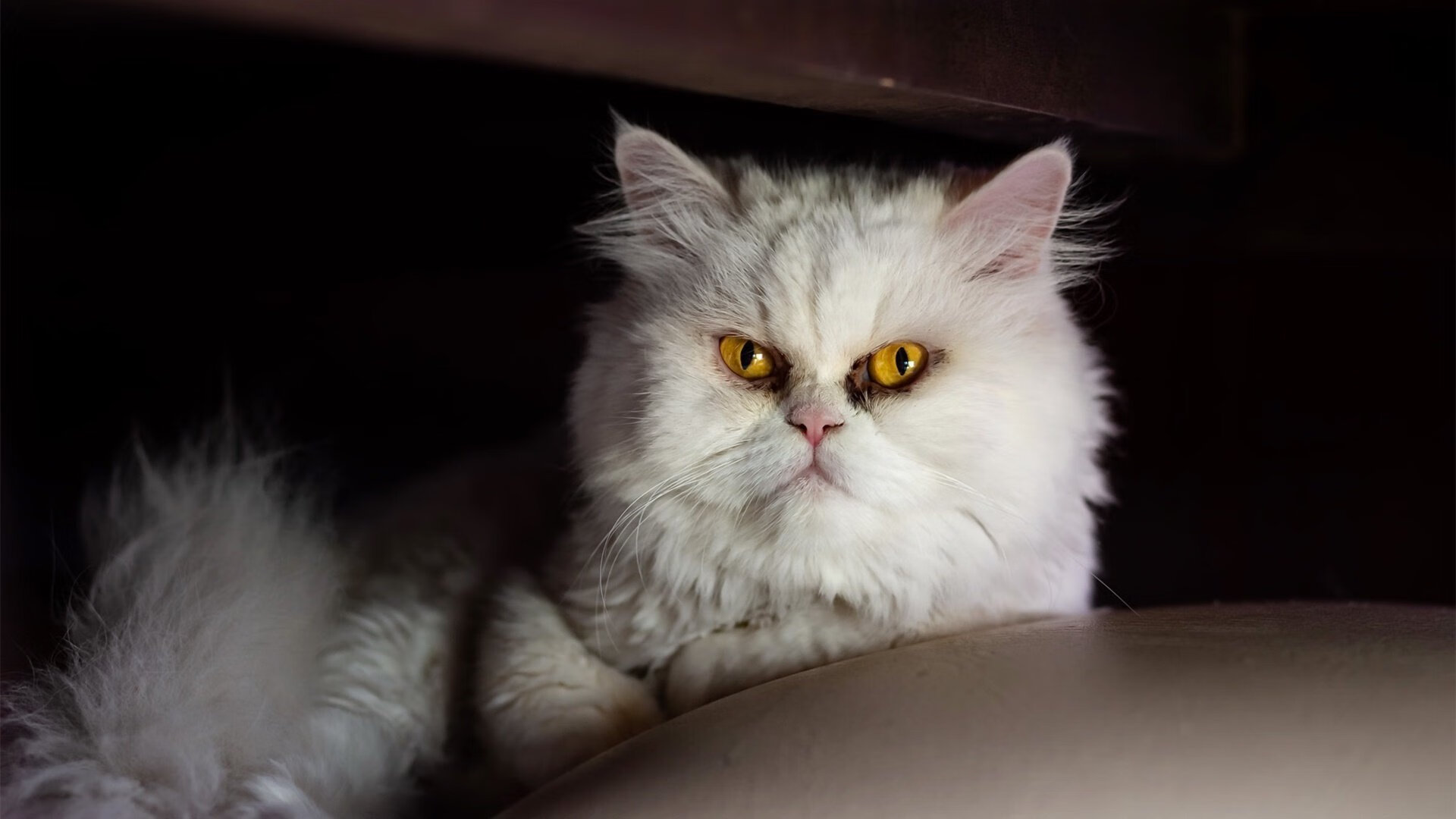 全国青少年“篮球教育联盟”正式成立，推动青训行业规范化，全国青少年篮球训练营