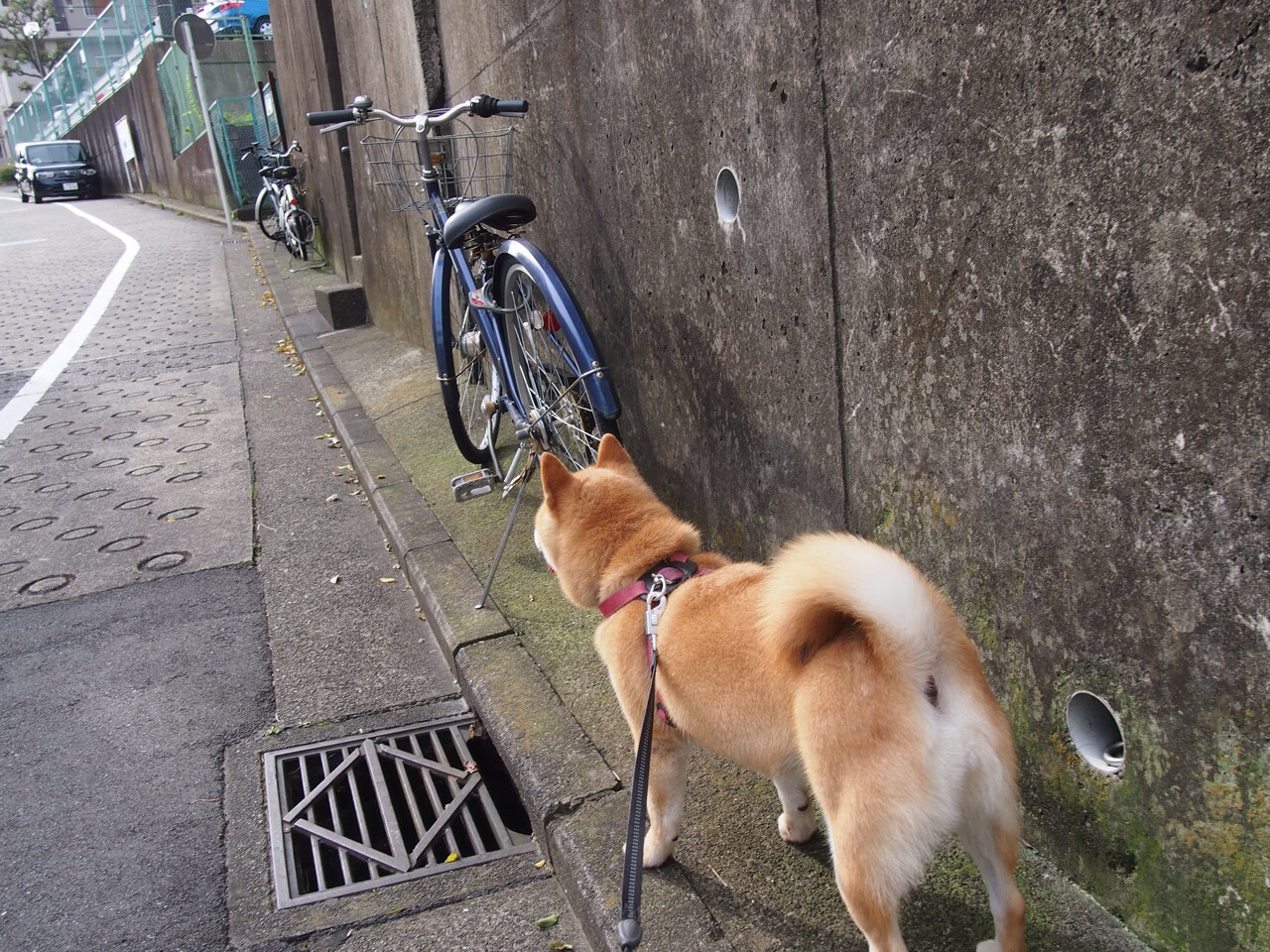 太空城队迎来历史新高,季后赛希望大增,太空城项目