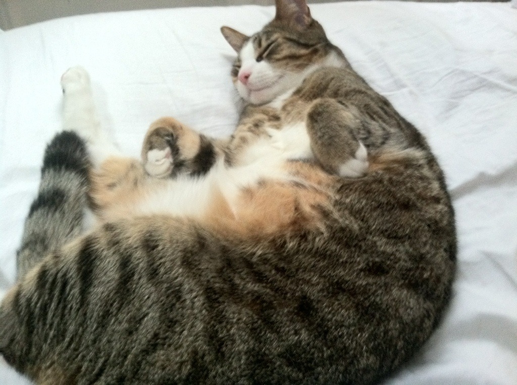 德甲转会热潮:多支豪门补强中场并扩充锋线火力,德甲转会一览2021