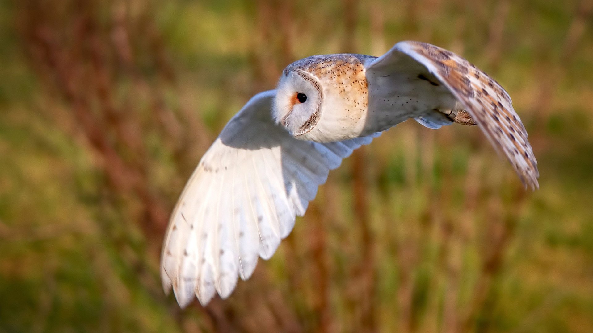 开云体育APP下载-德甲转会：多支劲旅补强中场，争夺联赛冠军，德甲转会一览