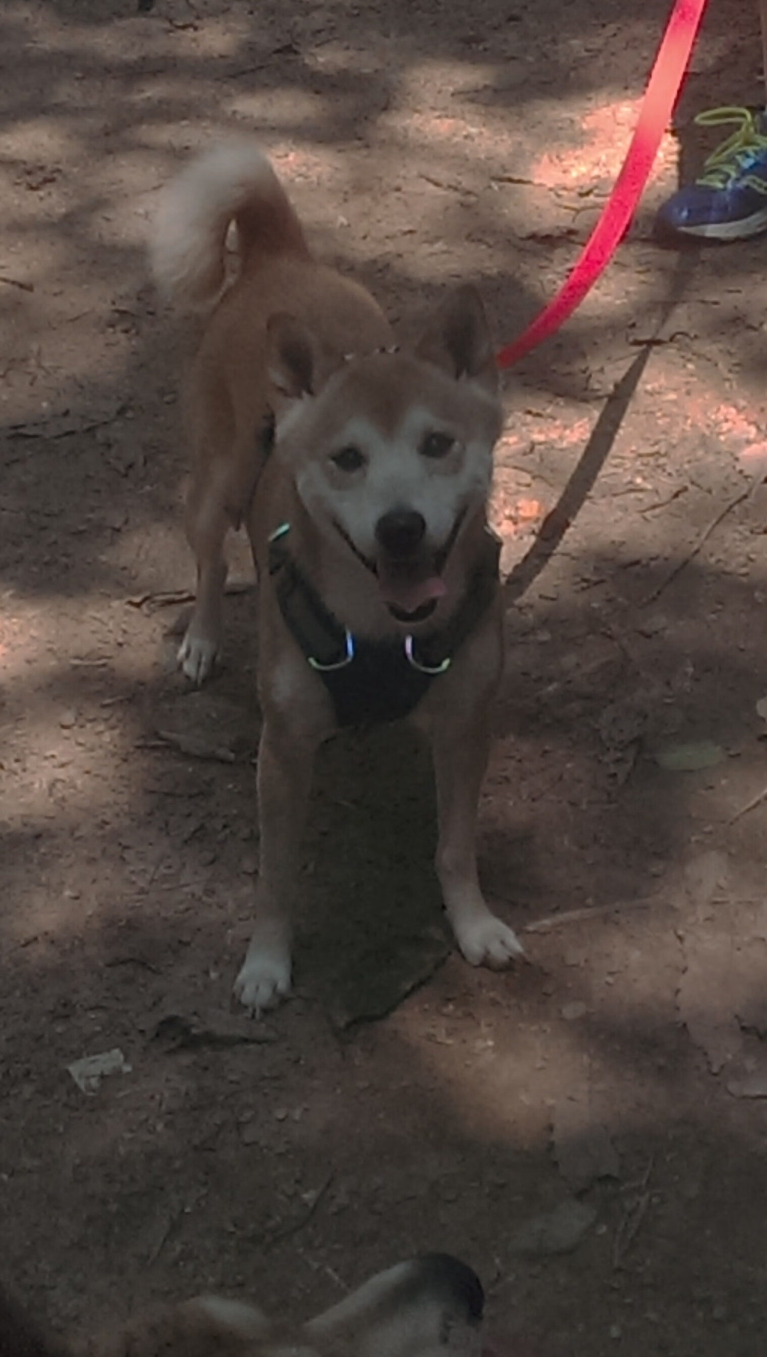 青少年“万众瞩目”篮球偶像养成计划在南京全面铺开，打造青春偶像