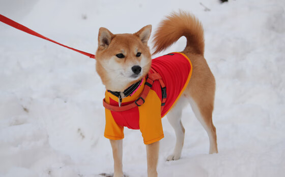 上海上港决心取得关键胜利,不容有失,上海上港战绩