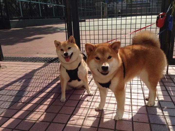 乌拉圭中锋梅开二度,带领球队取胜,乌拉圭队前锋