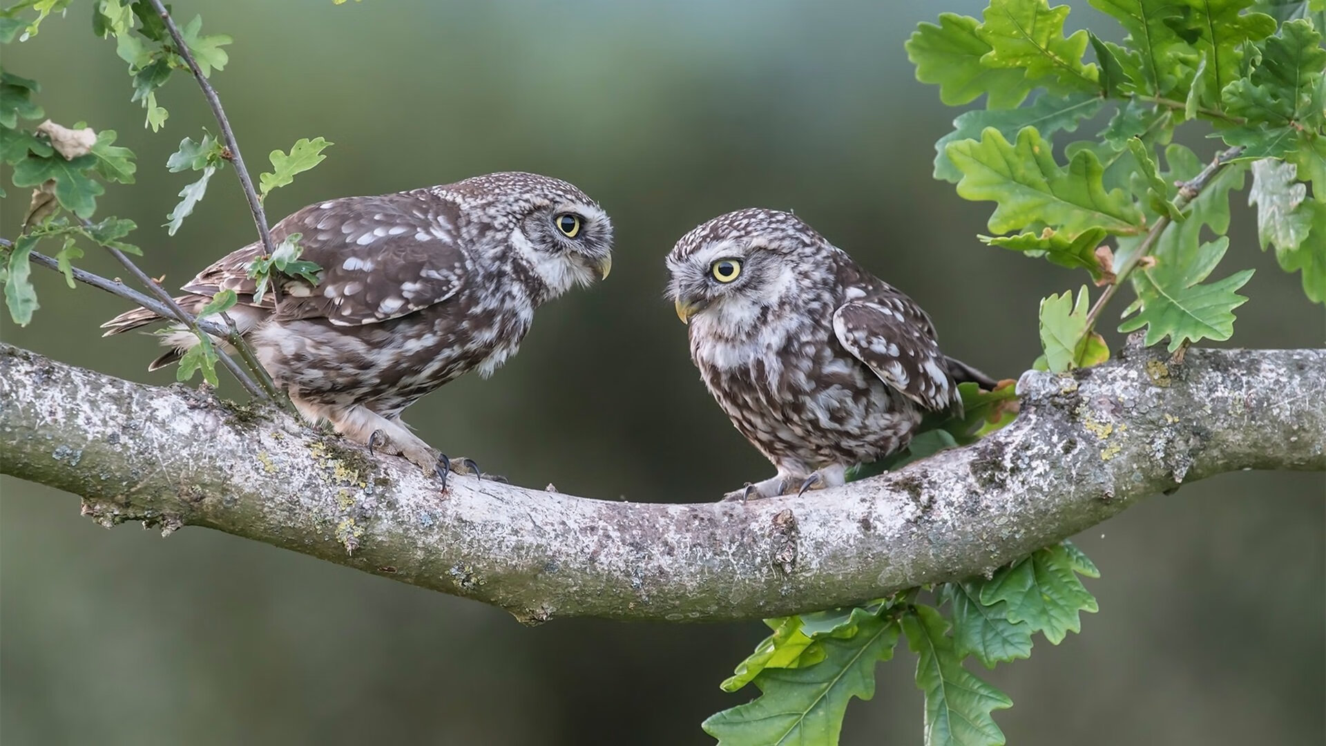 多特蒙德再度失利,积分榜上节节退后,多特蒙德赢了吗