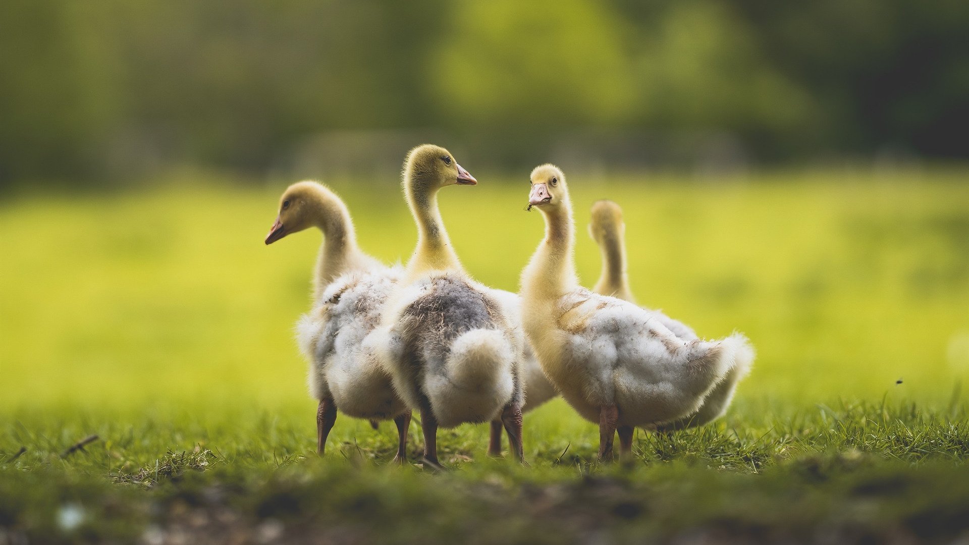 多特蒙德再度遭遇伤病潮,关键球员疑似缺阵,多特蒙德的球星