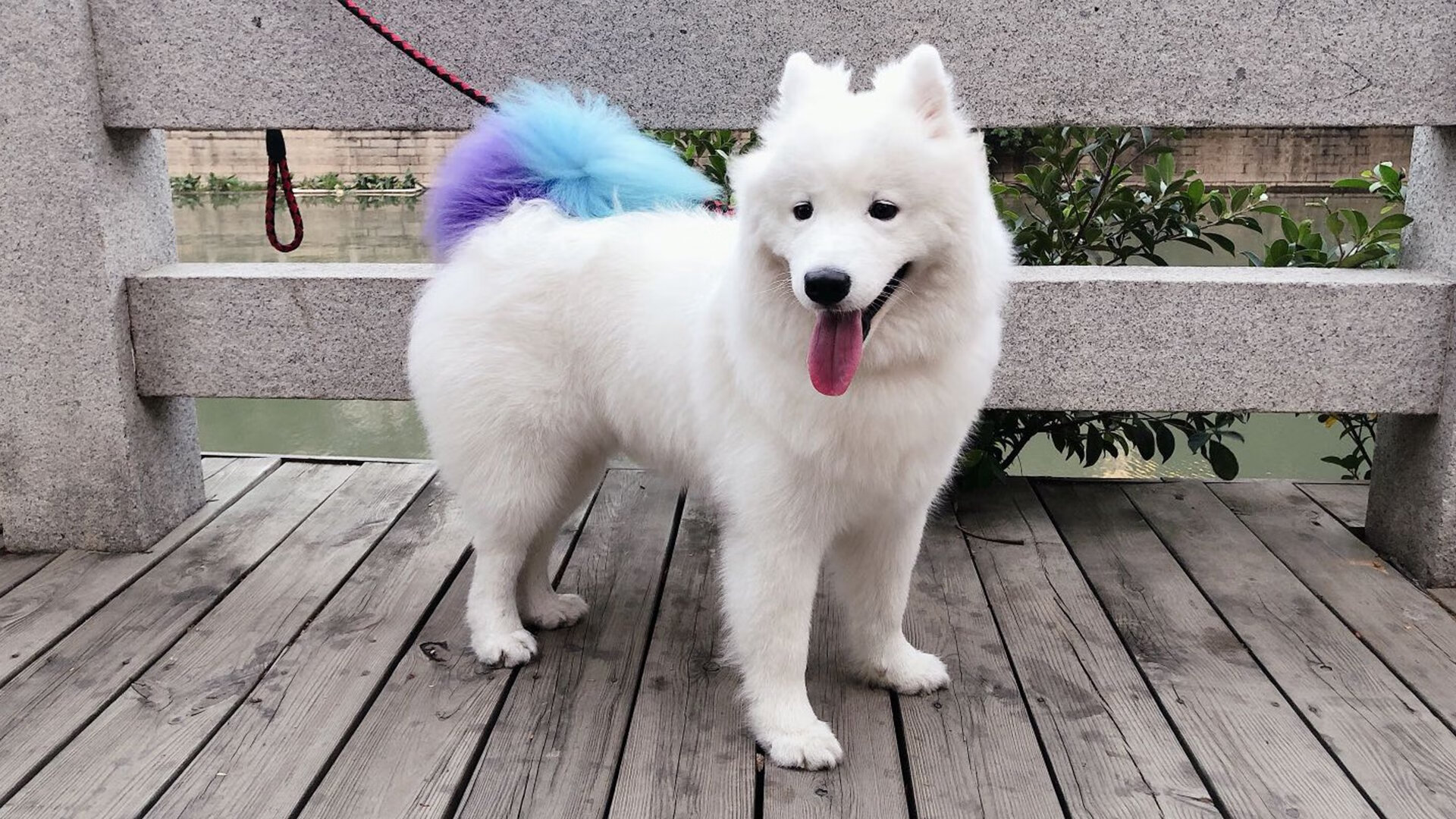 法国足球联赛赛况反复激烈，局势扑朔迷离，法国足球近期比赛比分