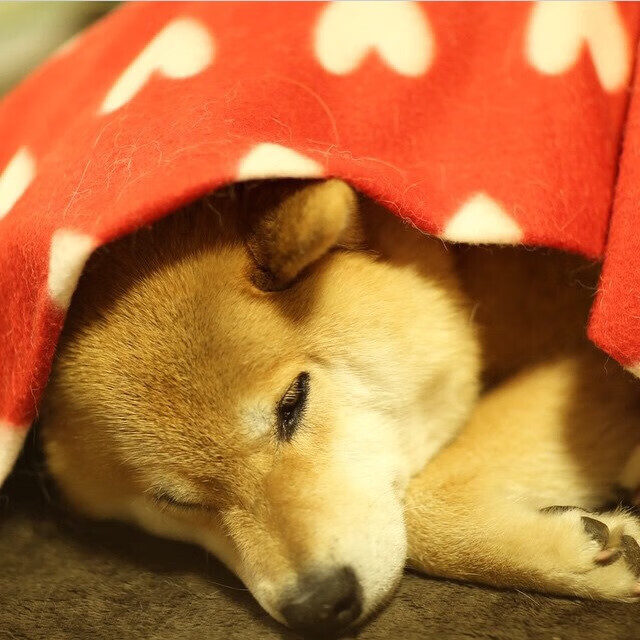 瑞典选手 Ztr 在国际赛事中崭露头角，wrc瑞典站