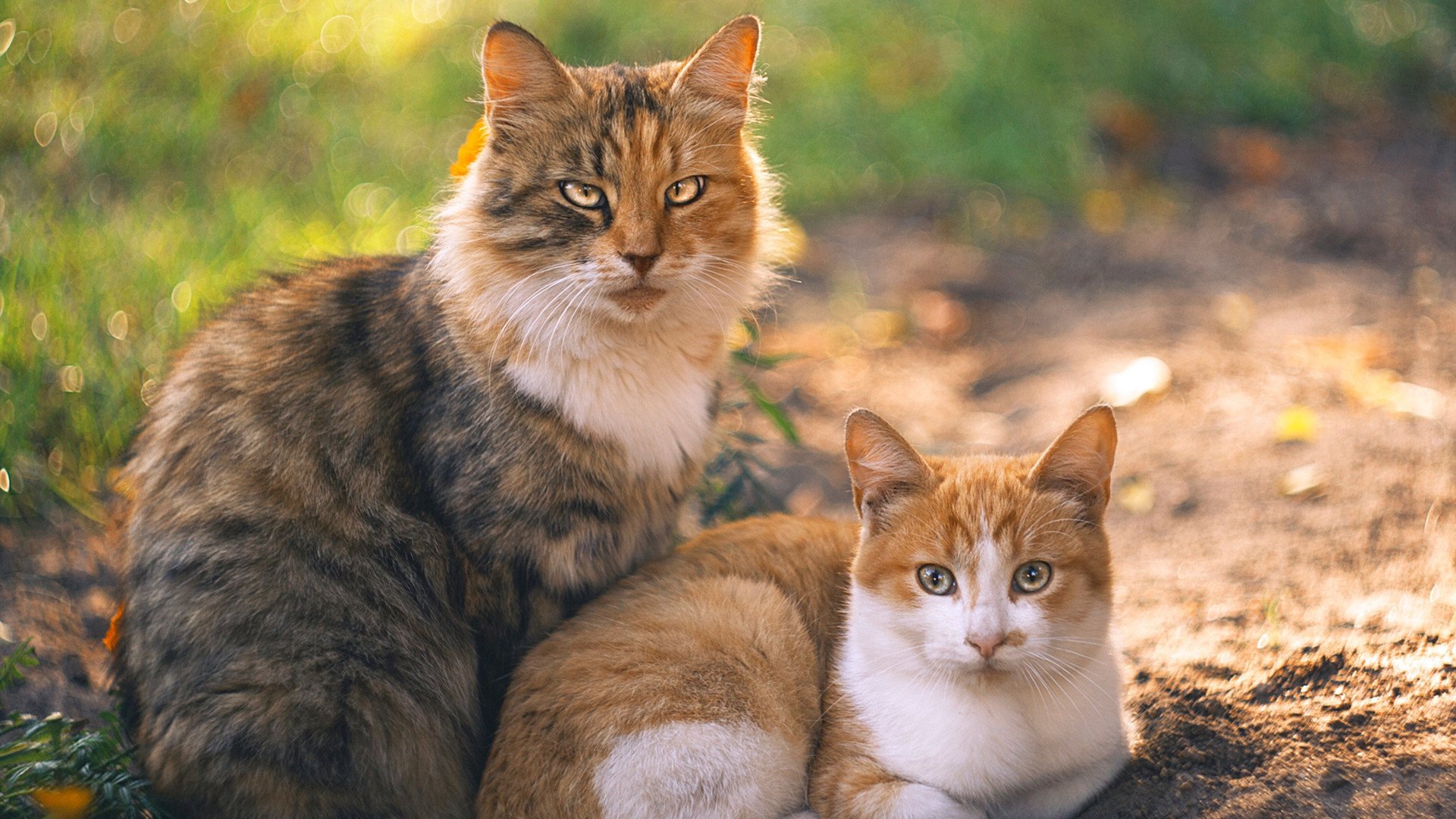 开云体育视频直播-遗憾败北！阿尔巴尼亚欧洲杯出线路漫漫，阿尔巴尼亚欧盟