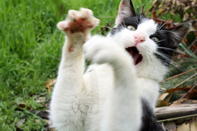 开云官方-NBA球员心理疏导机制在密集赛程下的应用，nba心理素质