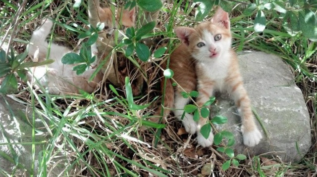 体育人才培养机制创新，培养体育人才的关键是