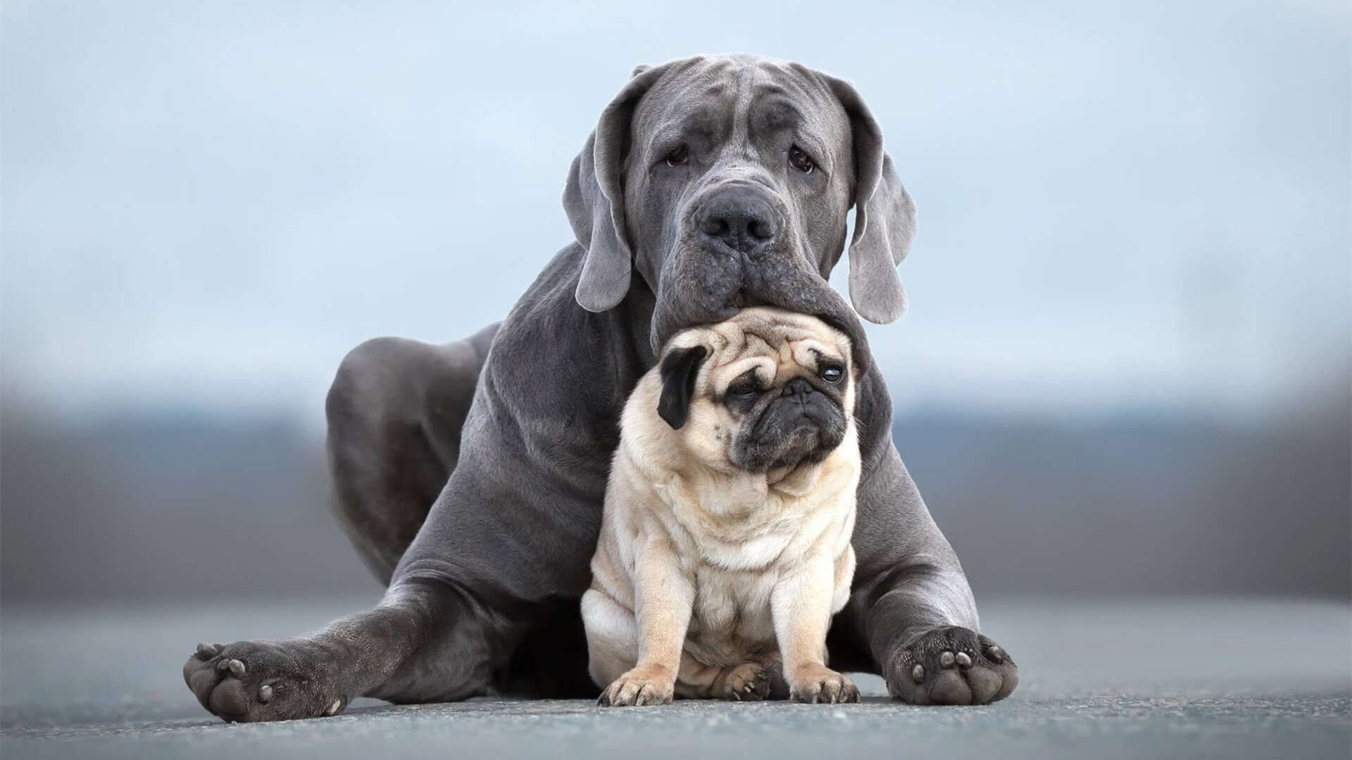 校园体育社团活跃度与管理策略研究，体育社团的运行状况