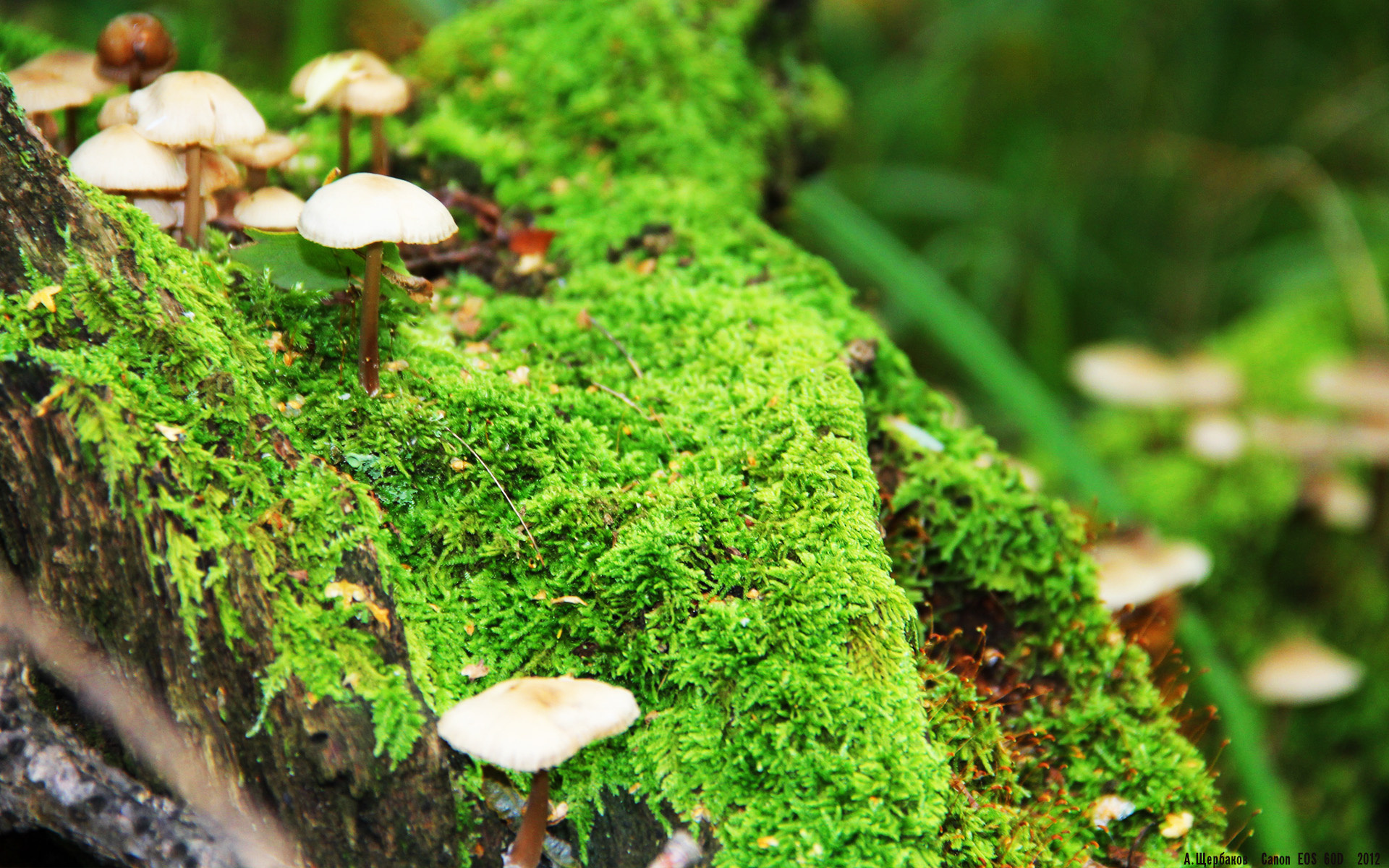 Chinese Taipei团队未来发展的关键战略与路径，china taipei