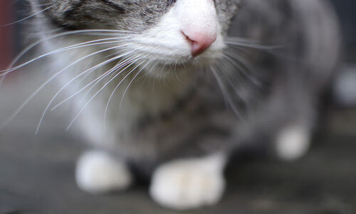 kaiyun体育app-“高新体育中心：健力选手破纪录，举重赛场力与美的完美呈现”