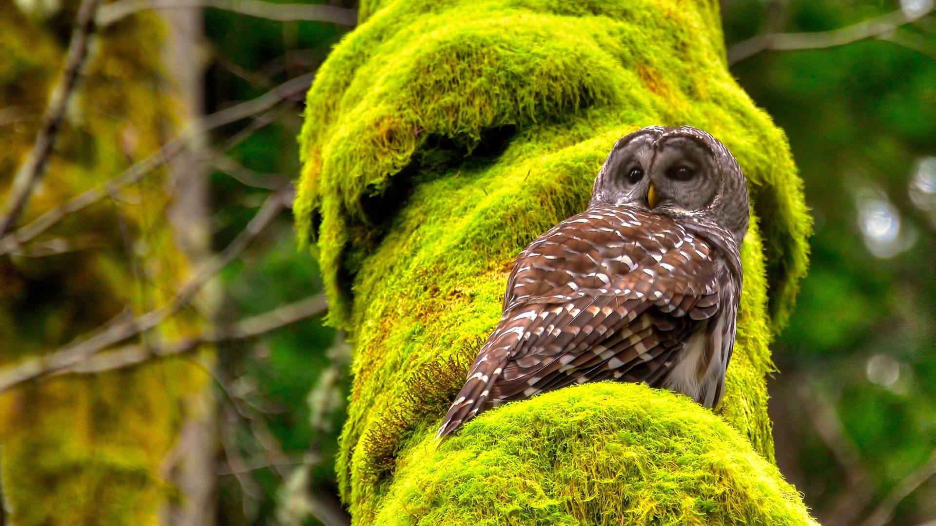 KAIYUNAPP-中国男篮教练组调整 注重技战术多样性，2021中国男篮教练组成员