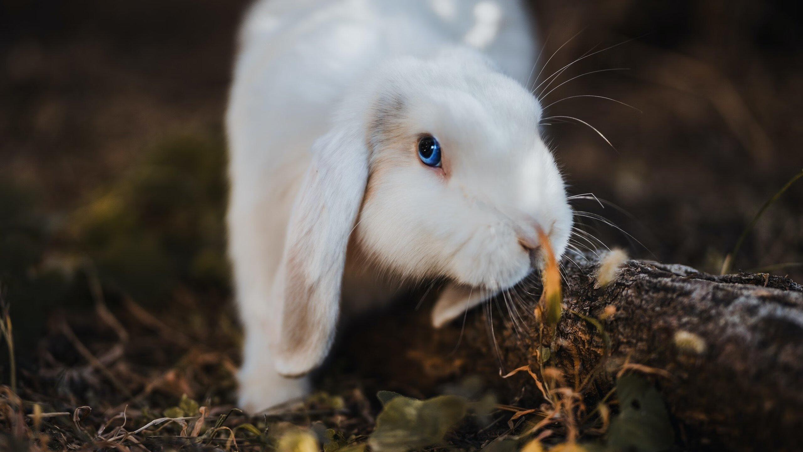 开云网页版-澳大利亚队在国际乒联混合团体世界杯的表现分析：意外惊喜，澳大利亚 乒乓球 lay