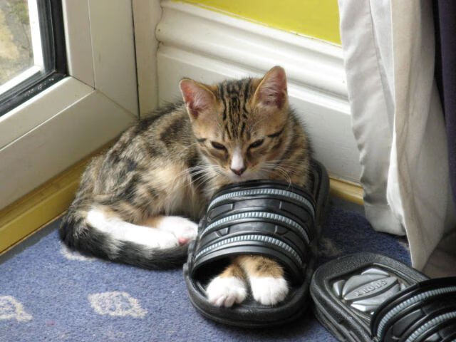 黎巴嫩男篮在西亚锦标赛中持续奋战,冲击奥运资格,黎巴嫩男子篮球队